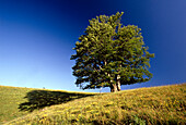 Beech tree on meadow, Wiedener Eck, Black Forest, Baden-Wuerttemberg, Germany