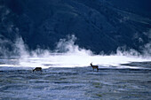 Elk on Minerva Terrace, Mammoth Hot Springs, Yellowstone National Park, Wyoming, USA
