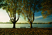 Parkbank zwischen zwei Bäumen am Rhein, Rüdesheim, Hessen, Deutschland