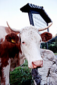 Eine Kuh neben einem Schild von einem Gästehaus, Berchtesgaden, Bayern, Deutschland