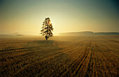 A solitary tree in a landscape in Thuringia at dawn, Germany