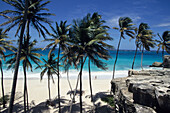 Kokospalmen und Strand, Bottom Bay Beach, Bottom Bay, St. Philip, Barbados, Karibik