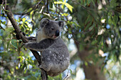 Nahaufnahme von einem Koala in einem Eukalyptus, Port Macquarie Koala Hospital, Port Macquarie, New South Wales, Australien