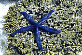 Close up of a Blue Star Fish, Heron Island, Great Barrier Reef, Queensland, Australia