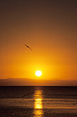 Ein Seemöwe bei Sonnenuntergang, Magnetic Island, Queensland, Australien