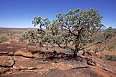 Ein Baum bei Cave Hill, Cave Hill Tour, Cave Hill, Südaustralien, Australien