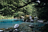 Beansburn Beech Forest, Dart River Wilderness, near Glenorchy, South Island, New Zealand