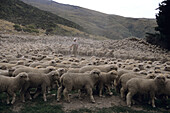 Ein Mann treibt die Schafe zusammen, Loch Linnhe Station, in der Nähe von Queenstown, Südinsel, Neuseeland