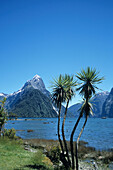 Cabbage Trees and Mitre Peak, Milford Sound, Fiordland National Park, South Island, New Zealand