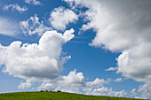 Cattle & Clouds, Near Mountcharles, County Donegal, Ireland