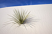 Yucca in dunes, White Sands National Monument, Chihuahua desert, New Mexico, USA, America