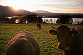 Drei Kühe in einem Feld, Staffelsee, Bayern, Deutschland