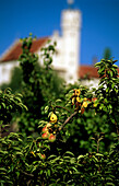 Obstbäume und Burg in Gößweinstein, Fränkische Schweiz, Franken, Bayern, Deutschland
