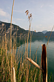 Close up of reeds at lake Mondsee, Salzburg, Austria