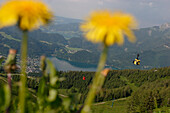 St.Gilgen am Wolfgangsee mit Löwenzahn im Vordergrund, Salzburg, Salzburger Land, Österreich