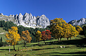 Maple tree in Autumn colours with Kramerspitz, Grumetkopf and Sammetkopf, Dachstein mountain range, Salzburg, Austria