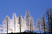 Larche trees in backlight, Brandriedel, Dachstein range, Styria, Austria