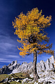 Herbstlich verfärbte Lärche vor Gosaukamm mit Bischofsmütze, Dachsteingruppe, Salzburg, Österreich
