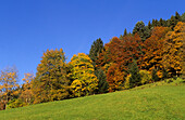 Herbstwald in der Gosau, Dachsteingruppe, Oberösterreich, Österreich