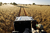 Ein Mann, ein Ranger folgt mit seinem Geländewagen den Radspuren in die Savanne.  Gondwana Kalahari Park, Namibia, Afrika.