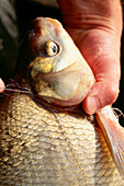 Close up of a fish, Carp Bream, Lake Chiemsee, Bavaria, Germany, Europe