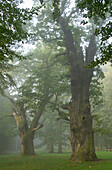 Ivenacker Eichen, 1000 year old oak trees, Mecklenburg Pomerania, Germany