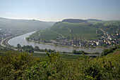 Vineyards at river Moselle, Machtum, Luxembourg, Europe