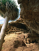 Prehistoric caverns, Cenubio de Valéron near Moya, Gran Canaria, Canary Islands, Spanien