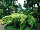 Fern, Botanic Garden, Puerto de la Cruz, Tenerife, Canary Islands, Spain