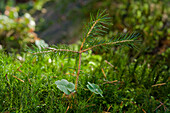 Close up of a young spruce sapling and clover, Deininger Weiher, Upper Bavaria, Bavaria, Germany