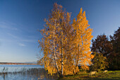 Trees with Autumn foliage in Park Bernried and lake Starnberg, Bernried, Upper Bavaria, Bavaria, Germany