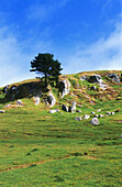 Coromandel with rocky landscape, North Island, New Zealand