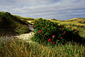 Landscape, Sylt Island, North Frisian Islands, Schleswig-Holstein, Germany, Europe