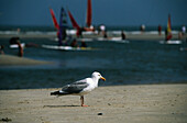 Silbermöwe, Ostfriesische Inseln, Niedersachsen, Deutschland