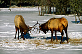 Wapitis, elks, mooses, Yellowstone National Park, Wyoming, USA