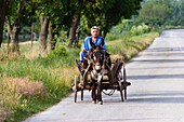 Donkey chart, Muselievo near Pleven, Bulgaria
