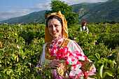 Rosenpflückerin bei der Rosenernte, Rosenfest, Karlovo, Bulgarien, Europa
