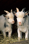 two young goats, Upper Bavaria, Bavaria, Germany