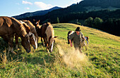 Almbauer beim Füttern der Pferde, Chiemgau, Oberbayern, Bayern, Deutschland