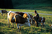 Almbauer mit Kühen, Chiemgau, Oberbayern, Bayern, Deutschland