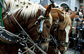 Pferde beim Leonhardiritt, Bad Tölz, Oberbayern, Bayern, Deutschland