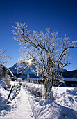 Winter landscape with rime ice in Bizau, Bregenzer Wald, Vorarlberg, Austria