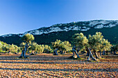 Olivenbäume unter blauem Himmel, Mallorca, Balearen, Spanien, Europa