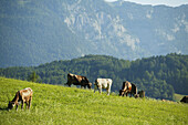 Cattle grazing on mountain pasture, Styria, Austria