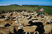 Sheep herd, San Andres, El Hierro, Canary Islands, Spain