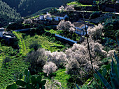 Mandelblüte, bei Artenara, Gran Canaria, Kanarische Inseln, Spanien, Europa