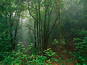 Cloud forest, Erjos, Macizo del Teno, Teno Mountains, Tenerife, Canary Islands, Spain