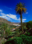Fataga, palm tree, Gran Canaria, Canary Islands, Spain