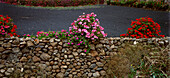 Mauer mit Geranien, Los Valles, Lanzarote, Kanarische Inseln, Spanien, Europa