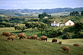 Herd of sheep in front of farm house near Odemira, south of Alentejp, Portugal